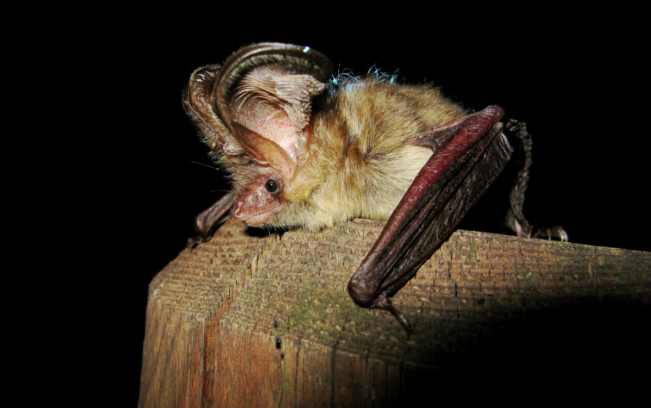 Pipistrelli e superpoteri