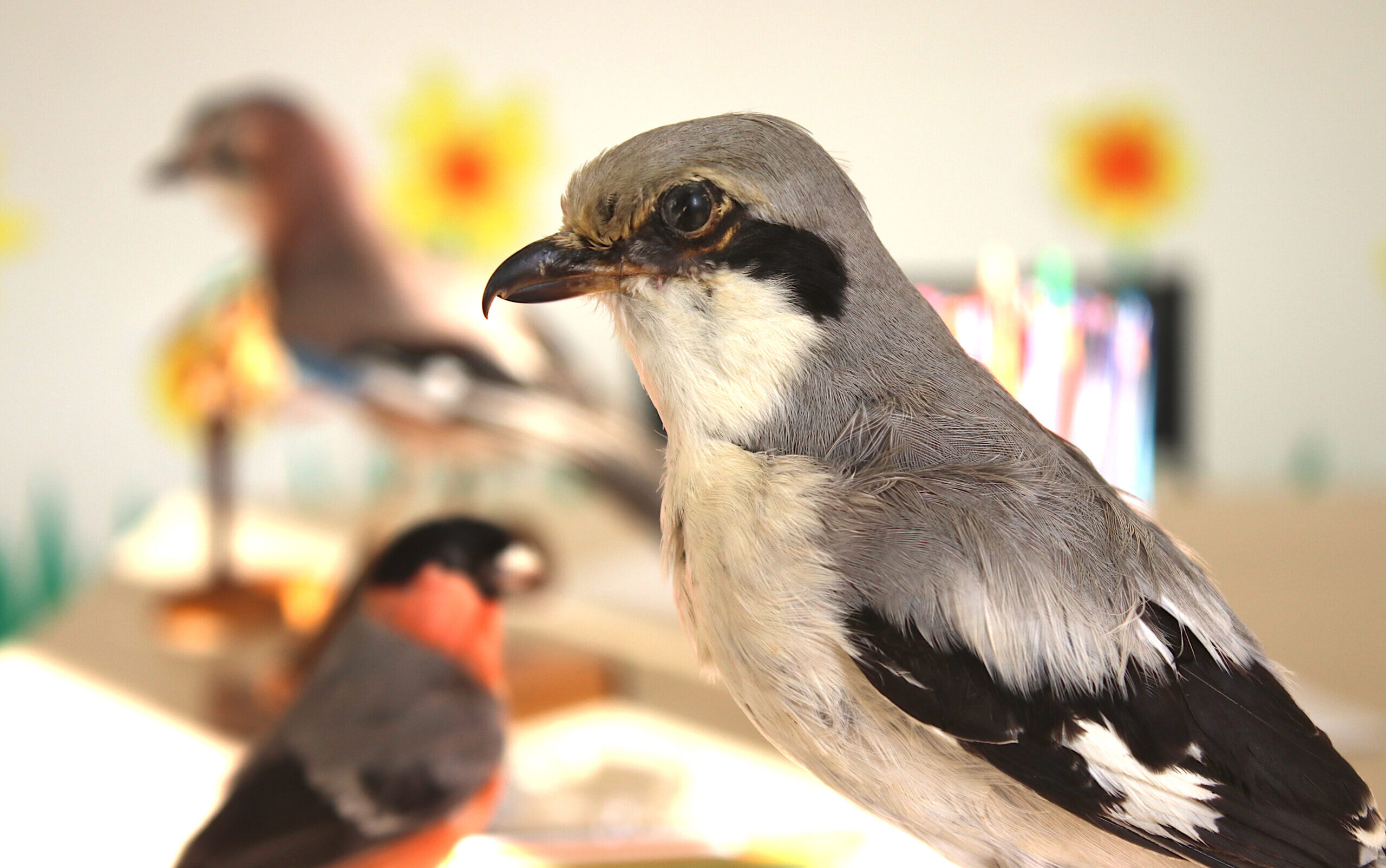 Becco, zampe e piume